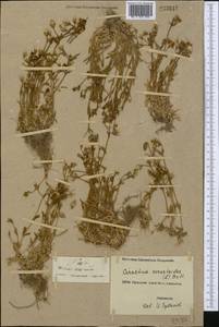 Диходон ясколковый (L.) Rchb., Средняя Азия и Казахстан, Северный и Центральный Тянь-Шань (M4) (Киргизия)