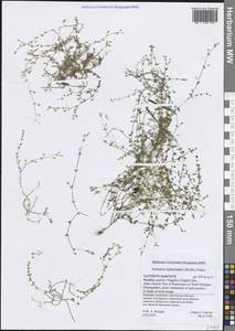 Песчанка токоветвистая (Rchb.) Guss., Зарубежная Азия (ASIA) (Йемен)