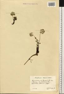 Толстореберник мутеллиновидный (Crantz) Holub, Восточная Европа, Северный район (E1) (Россия)