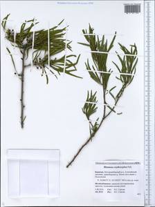 Rhamnus erythroxyloides subsp. erythroxyloides, Сибирь, Прибайкалье и Забайкалье (S4) (Россия)