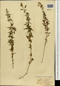 Подмаренник северный L., Монголия (MONG) (Монголия)