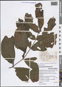 Menisciopsis lakhimpurensis (Rosenst.) S. E. Fawc. & A. R. Sm., Зарубежная Азия (ASIA) (Вьетнам)