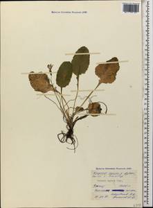 Primula amoena subsp. meyeri (Rupr.) Valentine & Lamond, Кавказ, Северная Осетия, Ингушетия и Чечня (K1c) (Россия)