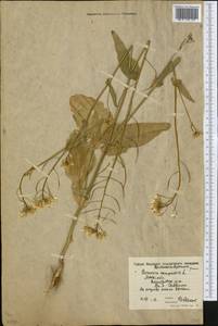 Brassica rapa subsp. sylvestris (L.) Janch., Восточная Европа, Московская область и Москва (E4a) (Россия)