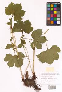 Таволга гладчайшая (Nakai) Nakai, Сибирь, Дальний Восток (S6) (Россия)