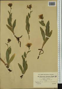 Hieracium dentatum subsp. villosiforme Nägeli & Peter, Западная Европа (EUR) (Словения)