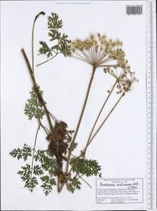 Pteroselinum austriacum (Jacq.) Rchb., Западная Европа (EUR) (Северная Македония)