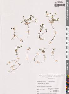 Монция ключевая, Монция родниковая L., Сибирь, Чукотка и Камчатка (S7) (Россия)