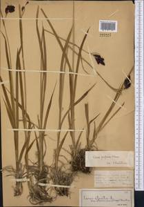Carex aterrima subsp. aterrima, Средняя Азия и Казахстан, Джунгарский Алатау и Тарбагатай (M5) (Казахстан)