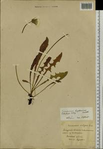 Taraxacum multisectum Kitag., Сибирь, Дальний Восток (S6) (Россия)