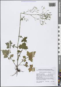 Мицелис стенной (L.) Dumort., Западная Европа (EUR) (Испания)