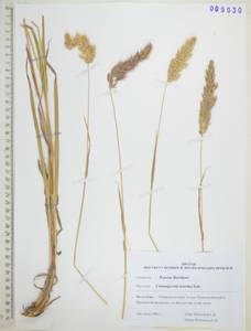 Вейник Короткого Litv., Сибирь, Дальний Восток (S6) (Россия)