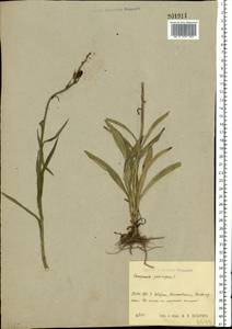 Колокольчик персиколистный L., Восточная Европа, Центральный район (E4) (Россия)