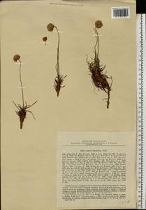 Армерия сибирская (Turcz. ex Boiss.) Nyman, Восточная Европа, Северный район (E1) (Россия)