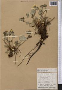 Лапчатка мохнатая Pall. ex Pursh, Америка (AMER) (Канада)
