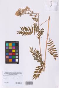 Синюха голубая L., Восточная Европа, Московская область и Москва (E4a) (Россия)