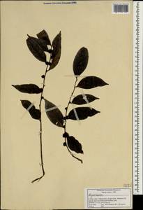 Primulaceae, Зарубежная Азия (ASIA) (Индия)