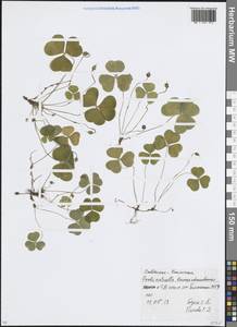 Кислица обыкновенная L., Восточная Европа, Московская область и Москва (E4a) (Россия)
