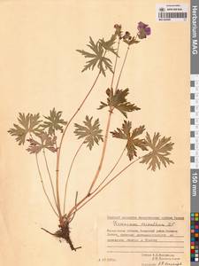 Герань волосистоцветковая DC., Сибирь, Чукотка и Камчатка (S7) (Россия)