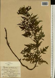 Зюзник высокий L.fil., Восточная Европа, Московская область и Москва (E4a) (Россия)