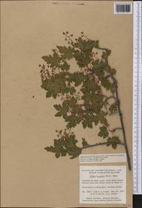 Ribes lacustre (Pers.) Poir., Америка (AMER) (Канада)