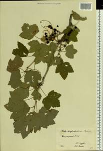 Ribes spicatum subsp. hispidulum (Jancz.) L. Hämet-Ahti, Восточная Европа, Восточный район (E10) (Россия)