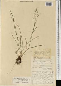 Мятлик луговой L., Монголия (MONG) (Монголия)