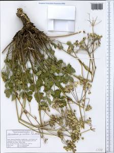 Tetrataenium pinnatum (C. B. Clarke) Manden., Зарубежная Азия (ASIA) (Индия)