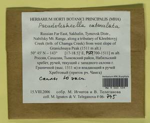 Pseudoleskeella catenulata (Brid. ex Schrad.) Kindb., Гербарий мохообразных, Мхи - Дальний Восток (без Чукотки и Камчатки) (B20) (Россия)