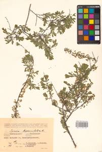 Спирея зверобоелистная, Таволга зверобоелистная L., Восточная Европа, Нижневолжский район (E9) (Россия)