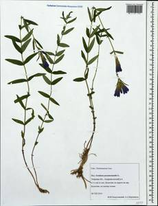 Горечавка легочная L., Восточная Европа, Северо-Западный район (E2) (Россия)