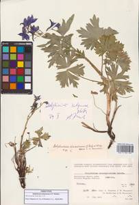 Живокость короткошпорцевая Ledeb., Сибирь, Чукотка и Камчатка (S7) (Россия)