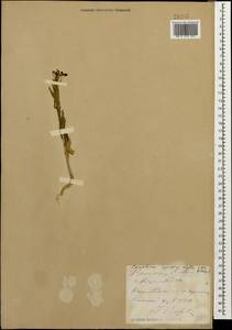 Camelina microcarpa subsp. pilosa (DC.) Jáv., Кавказ, Ставропольский край, Карачаево-Черкесия, Кабардино-Балкария (K1b) (Россия)