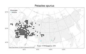 Petasites spurius, Белокопытник ложный (Retz.) Rchb., Атлас флоры России (FLORUS) (Россия)