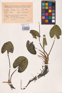 Кубышка желтая (L.) Sm., Восточная Европа, Средневолжский район (E8) (Россия)