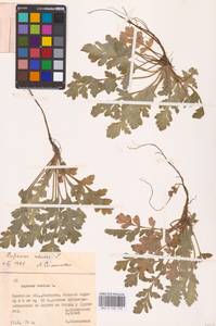 Мак самосейка L., Восточная Европа, Белоруссия (E3a) (Белоруссия)