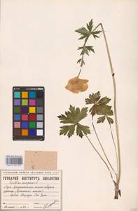 Купальница европейская L., Восточная Европа, Восточный район (E10) (Россия)