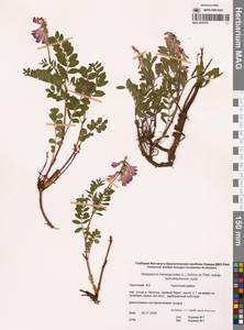 Копеечник копеечниковый (L.) Schinz & Thell., Сибирь, Чукотка и Камчатка (S7) (Россия)