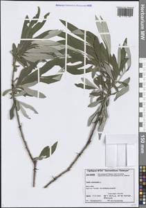 Ива прутовидная, Ива корзиночная L., Сибирь, Центральная Сибирь (S3) (Россия)