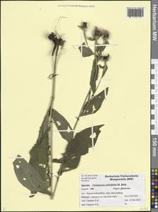 Centaurea phrygia subsp. salicifolia (M. Bieb. ex Willd.) Mikheev, Кавказ, Дагестан (K2) (Россия)