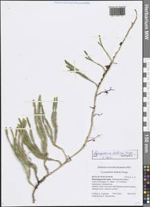 Spinulum annotinum subsp. alpestre (Hartm.) Uotila, Сибирь, Центральная Сибирь (S3) (Россия)