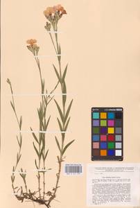 Гвоздика китайская L., Восточная Европа, Центральный район (E4) (Россия)