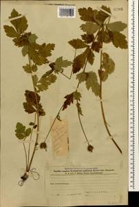 Гравилат городской L., Кавказ, Азербайджан (K6) (Азербайджан)