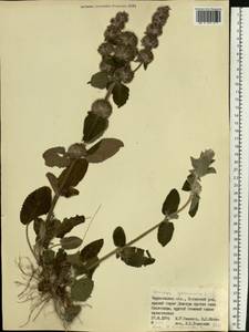 Чистец германский L., Восточная Европа, Западно-Украинский район (E13) (Украина)