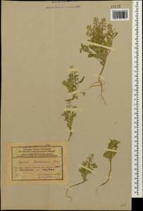 Alyssum stapfii Vierh., Кавказ, Азербайджан (K6) (Азербайджан)