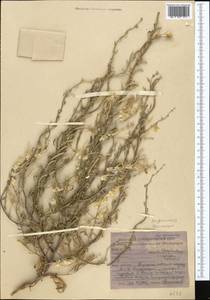 Живокость, Средняя Азия и Казахстан, Каракумы (M6) (Туркмения)