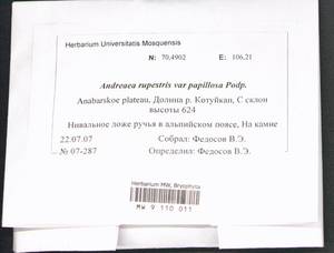 Andreaea rupestris var. papillosa (Lindb.) Podp., Гербарий мохообразных, Мхи - Красноярский край, Тыва и Хакасия (B17) (Россия)