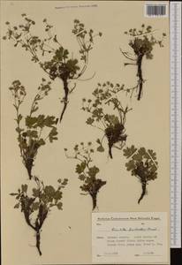 Potentilla lindackeri Tausch, Западная Европа (EUR) (Чехия)