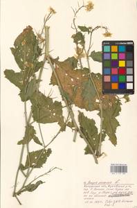 Rhamphospermum arvense (L.) Andrz. ex Besser, Восточная Европа, Центральный район (E4) (Россия)