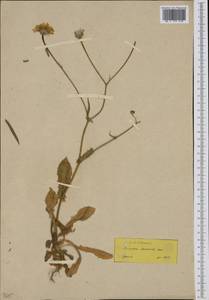 Crepis dioscoridis L., Западная Европа (EUR) (Греция)